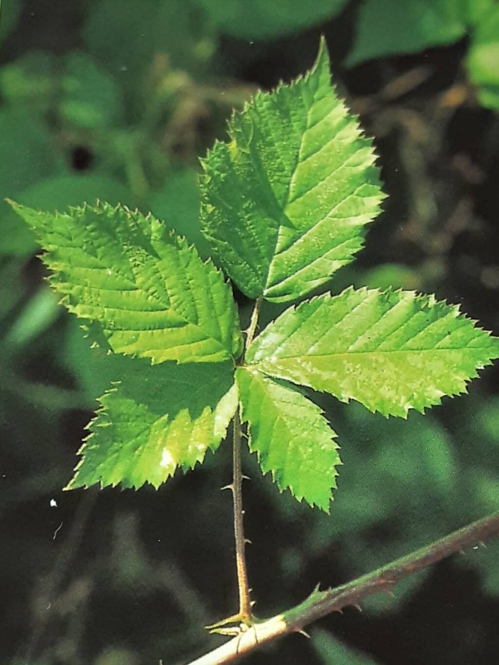 Rubus gothicus — houseplant care guide