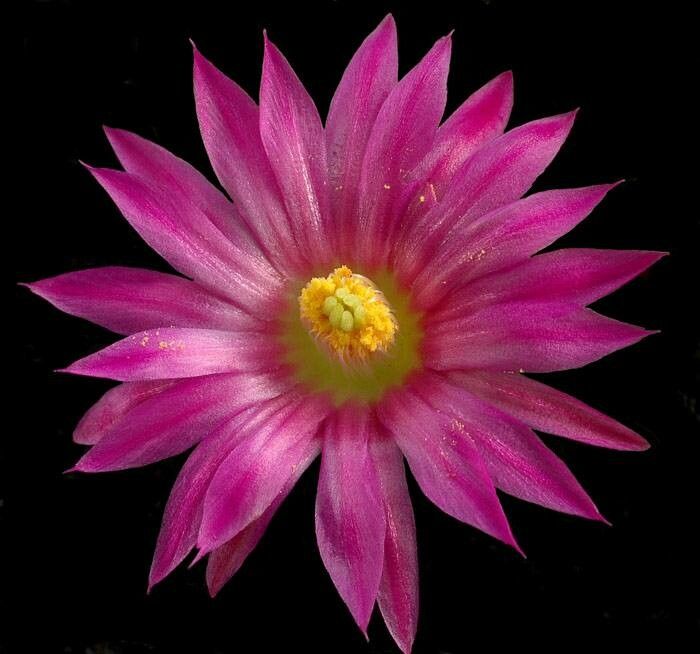 Mammillaria hernandezii flower