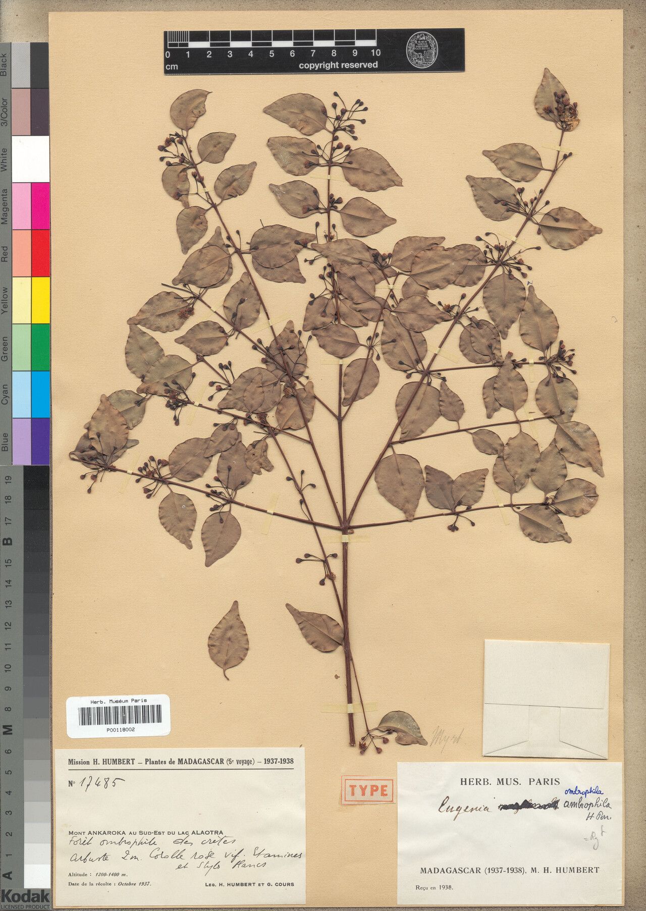 Eugenia ombrophila — houseplant care guide