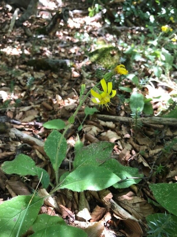 Hieracium racemosum flower