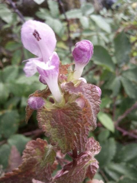 Lamium garganicum flower