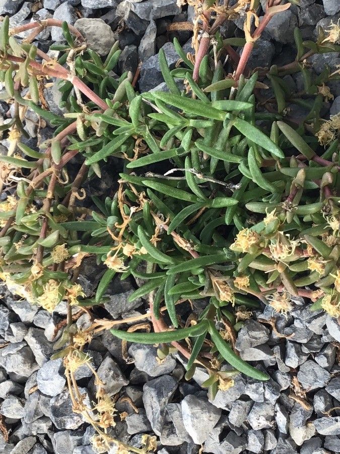 Delosperma karrooicum — houseplant care guide