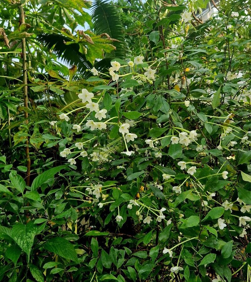 Brunfelsia nitida habit