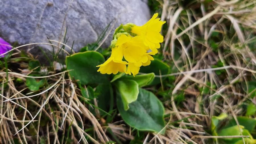 Primula auricula — search result for 'Primulaceae'