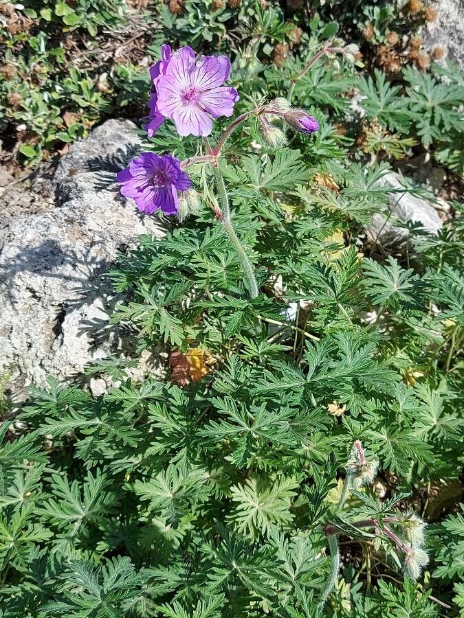 Geranium tuberosum habit