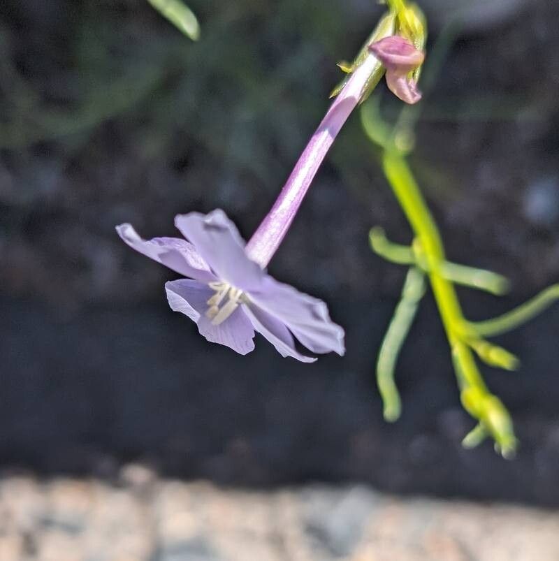 Ipomopsis longiflora — related species from the same genus