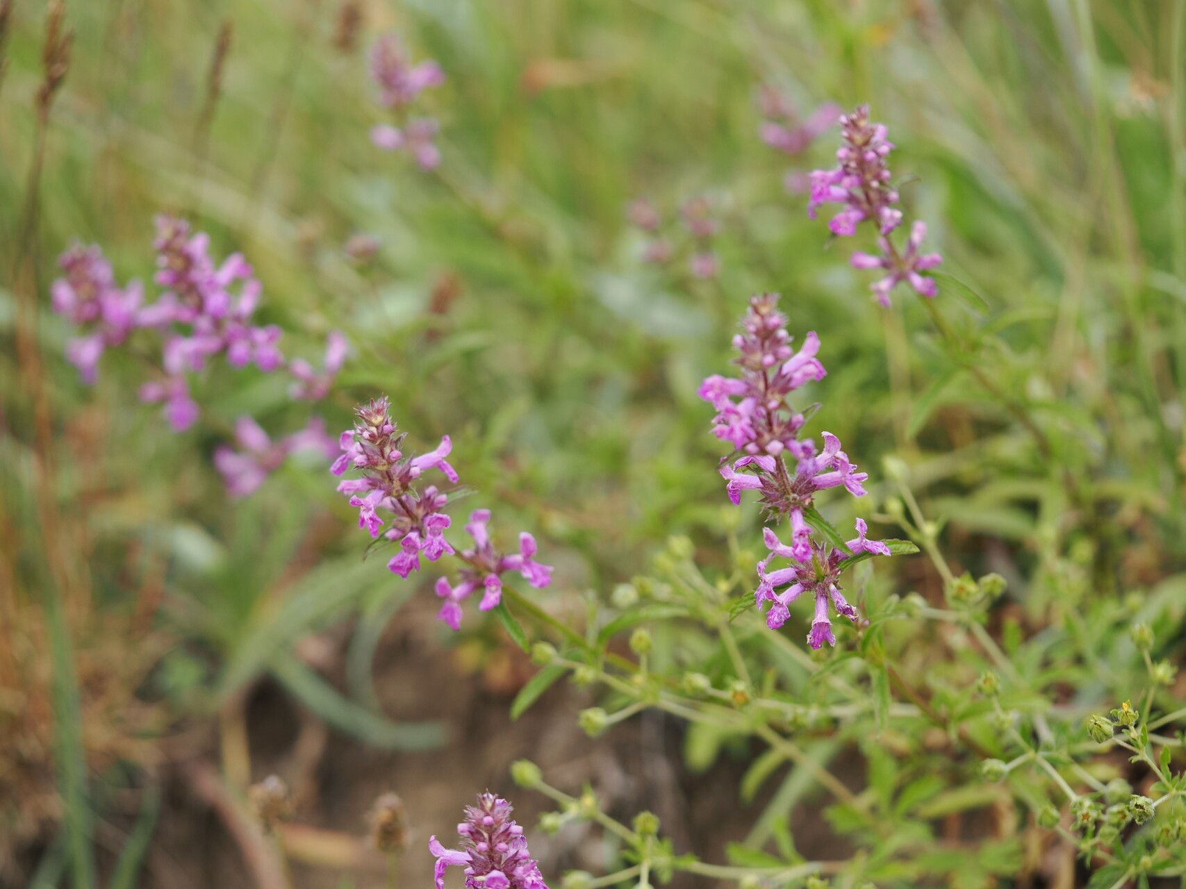 Stachys iberica habit