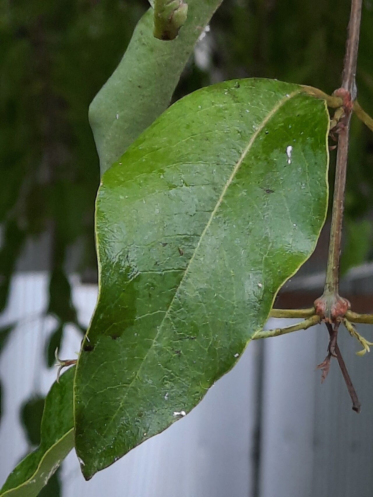 Santalum album leaf