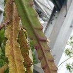 Disocactus ackermannii