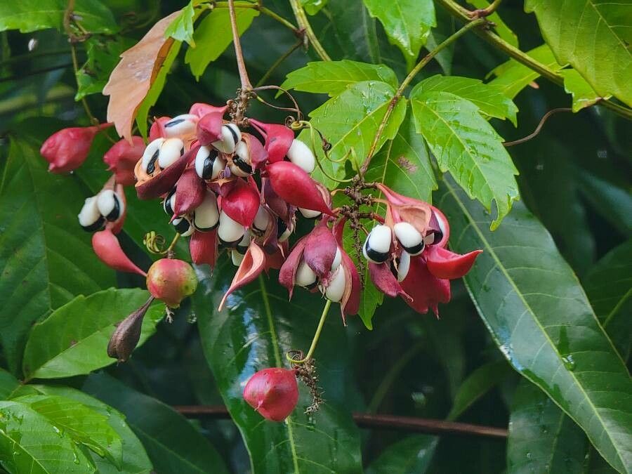 Serjania erecta fruit