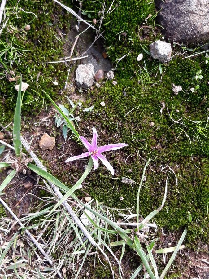 Colchicum schimperianum — houseplant care guide