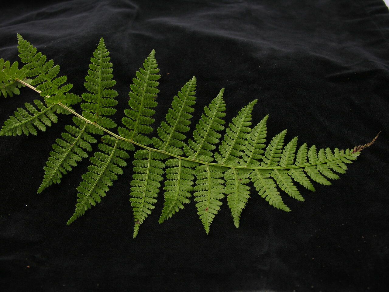 Athyrium clarkei — houseplant care guide