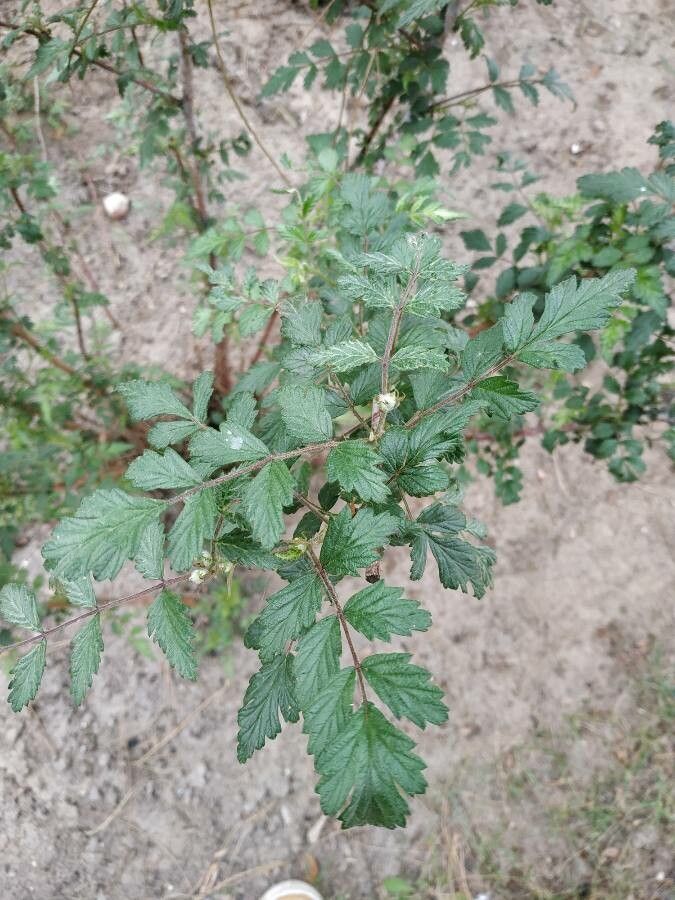 Sorbus x dacica — houseplant care guide