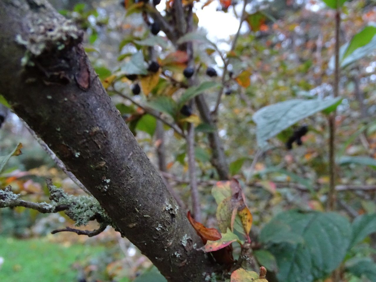 Cotoneaster ambiguus bark