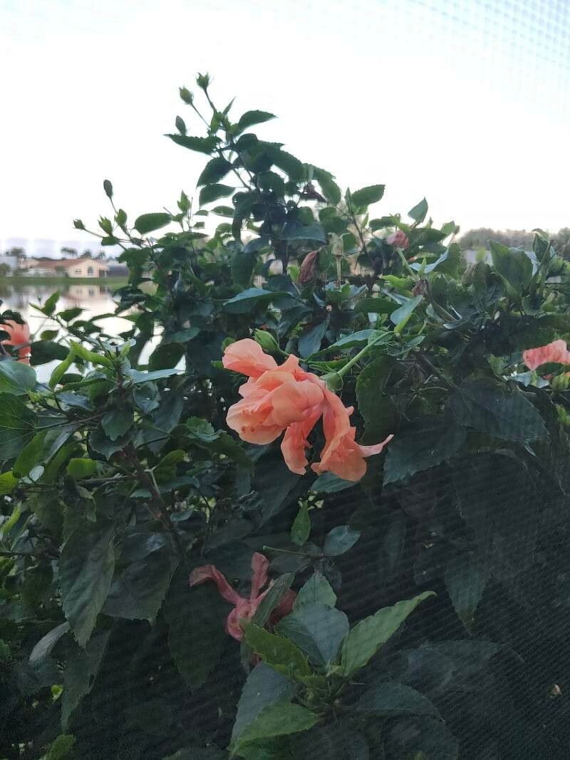 Hibiscus grandidieri flower