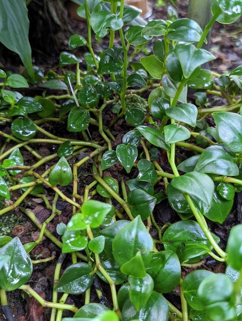Peperomia blanda habit