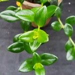 Nematanthus gregarius