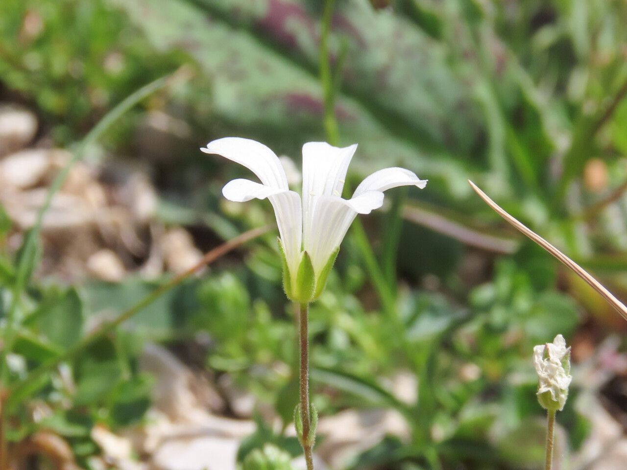 Arenaria bertolonii flower