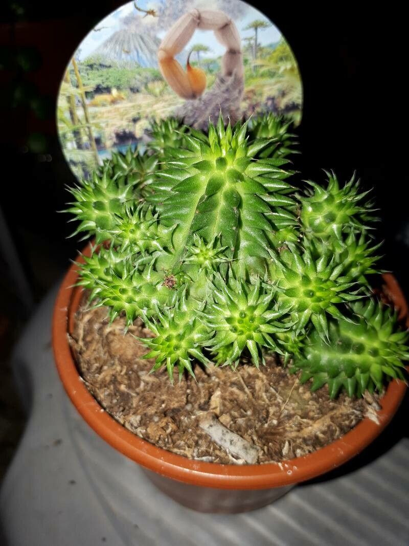 Euphorbia susannae flower