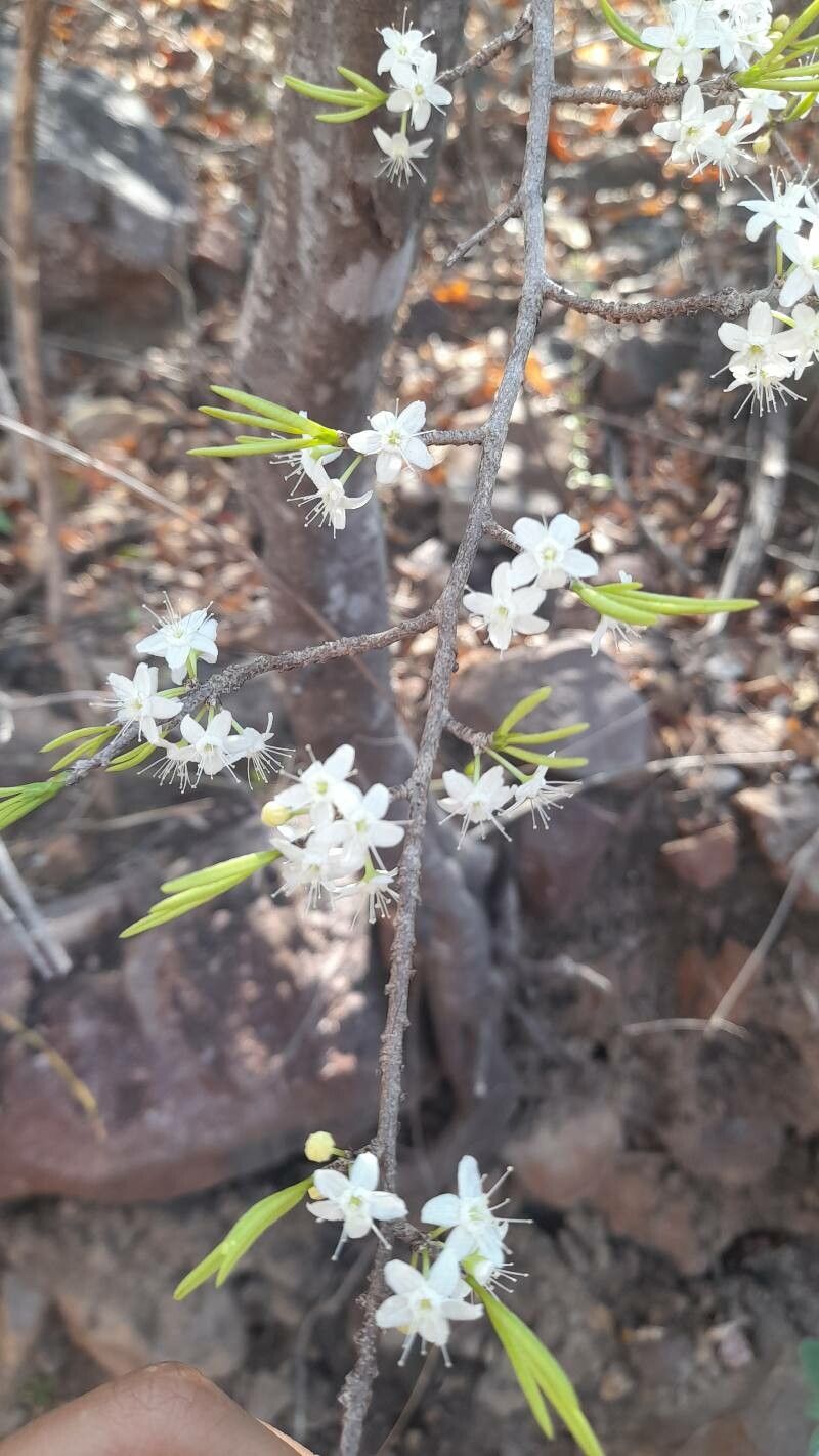 Erythroxylum rotundifolium flower