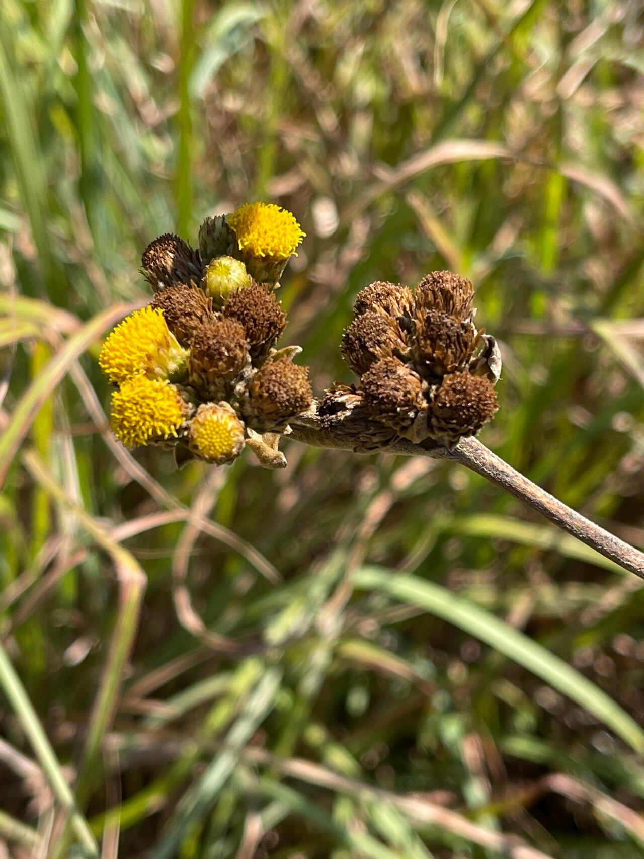 Inula glomerata flower