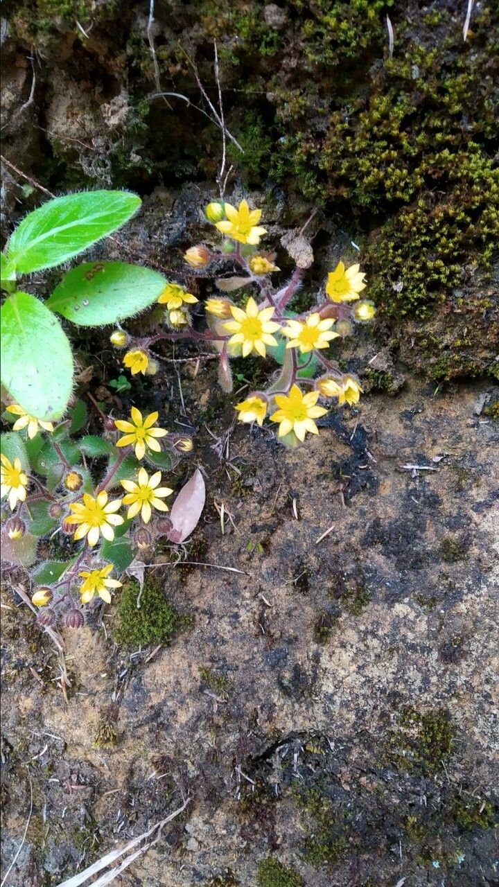 Aichryson villosum flower