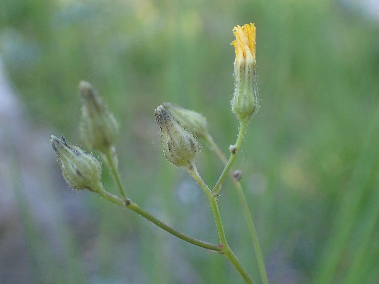 Pilosella piloselloides fruit