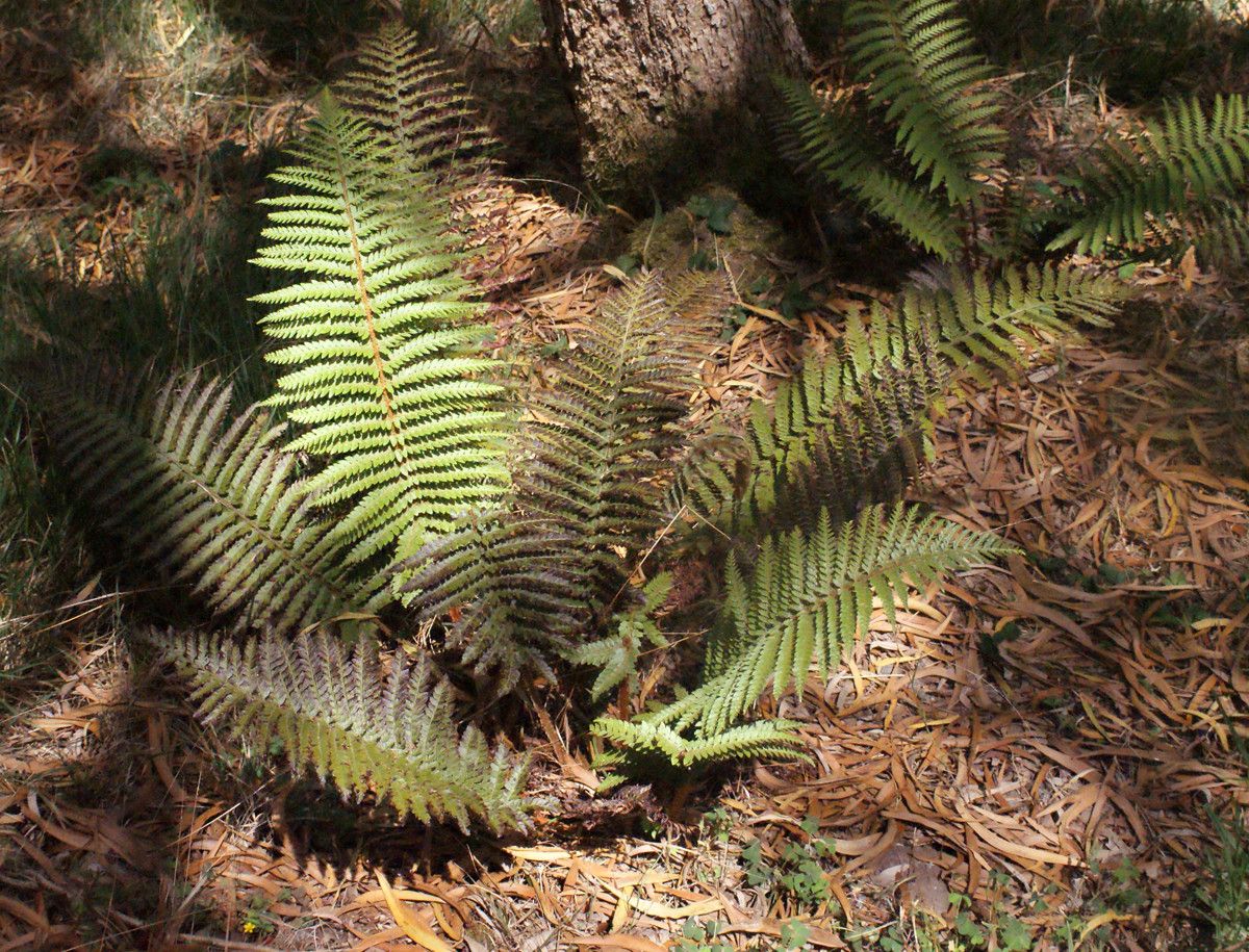 Polystichum sinense habit