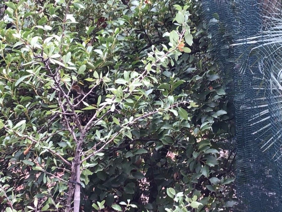 Pyrus amygdaliformis