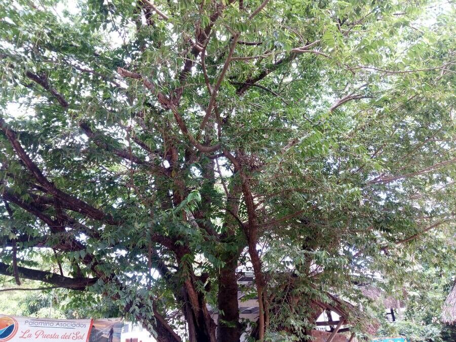 Maclura tinctoria habit