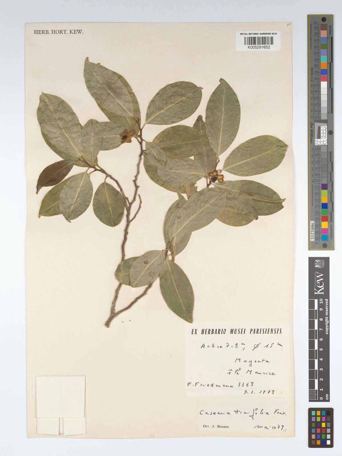 Casearia tinifolia — houseplant care guide