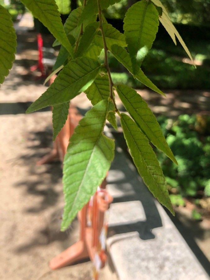 Zelkova schneideriana leaf