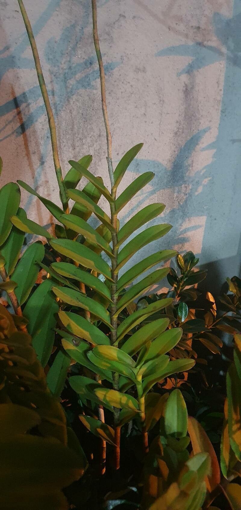 Epidendrum secundum leaf