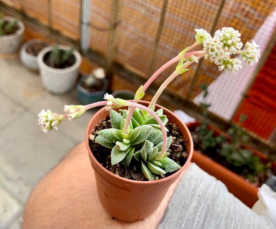 Crassula tecta flower