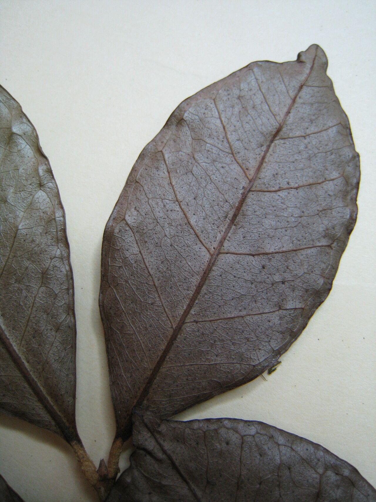 Myrcia decorticans other