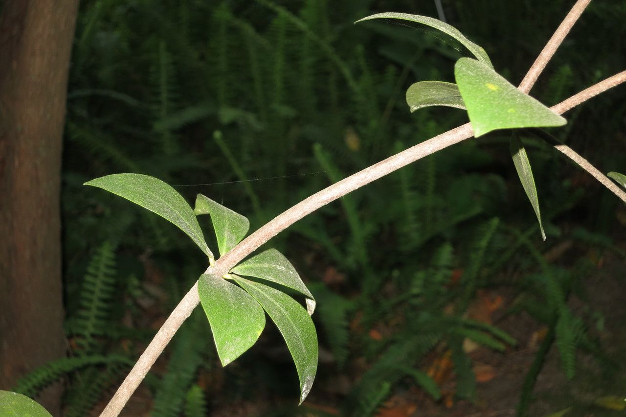 Pittosporum cornifolium other
