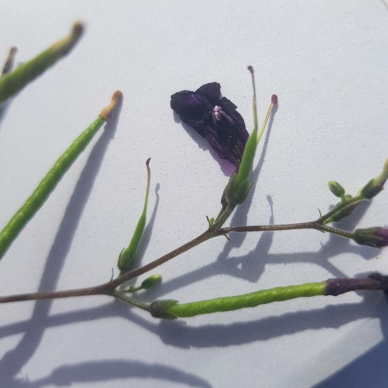 Streptocarpus nobilis fruit