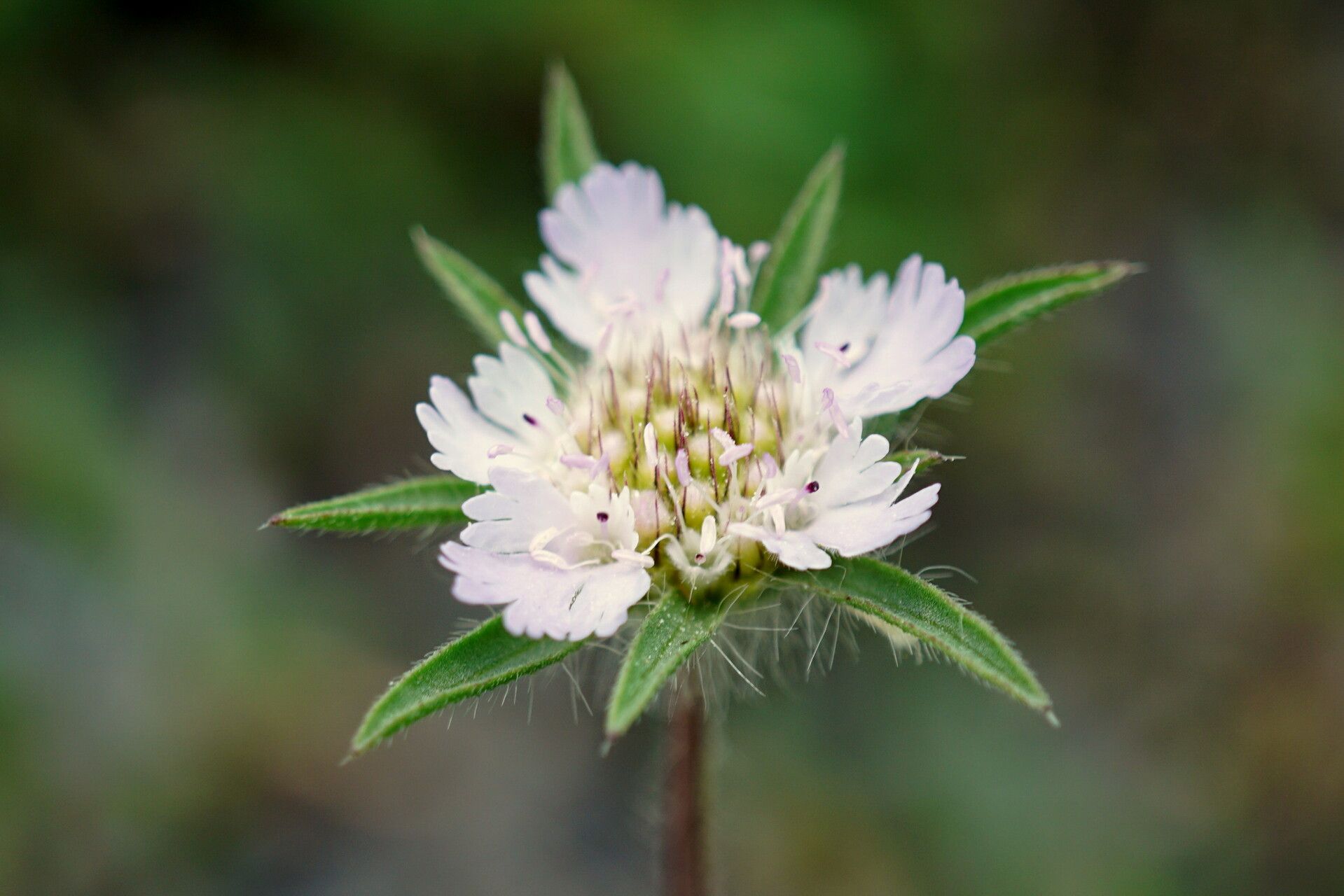 Lomelosia hispidula — search result for 'Lomelosia'