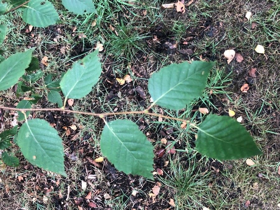 Betula dahurica — search result for 'Betula'