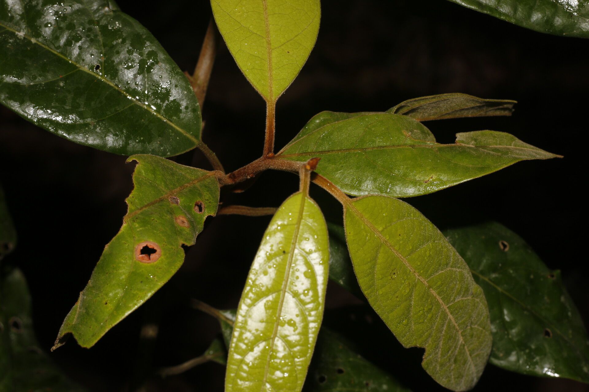 Ocotea atlantica — houseplant care guide