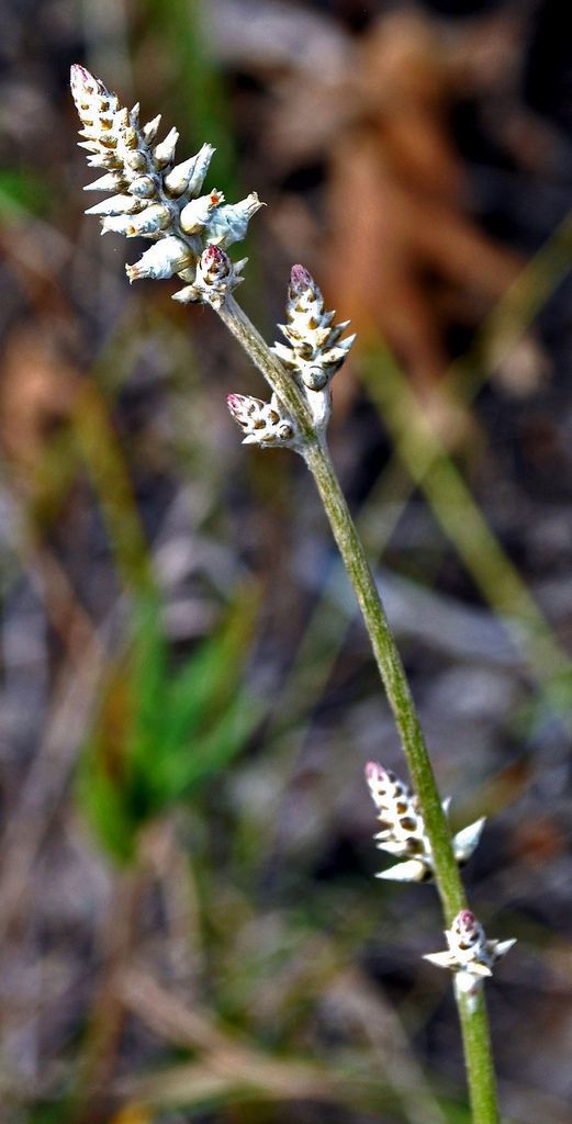 Froelichia floridana flower