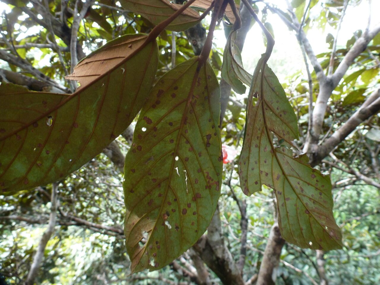 Sterculia pruriens — search result for 'Sterculia'
