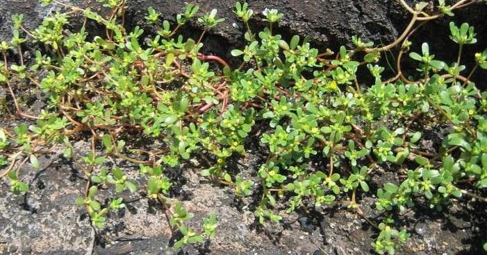 Portulaca howellii habit