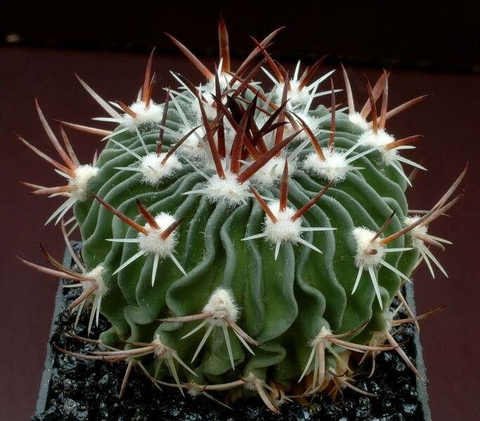 Stenocactus arrigens — related species from the same genus