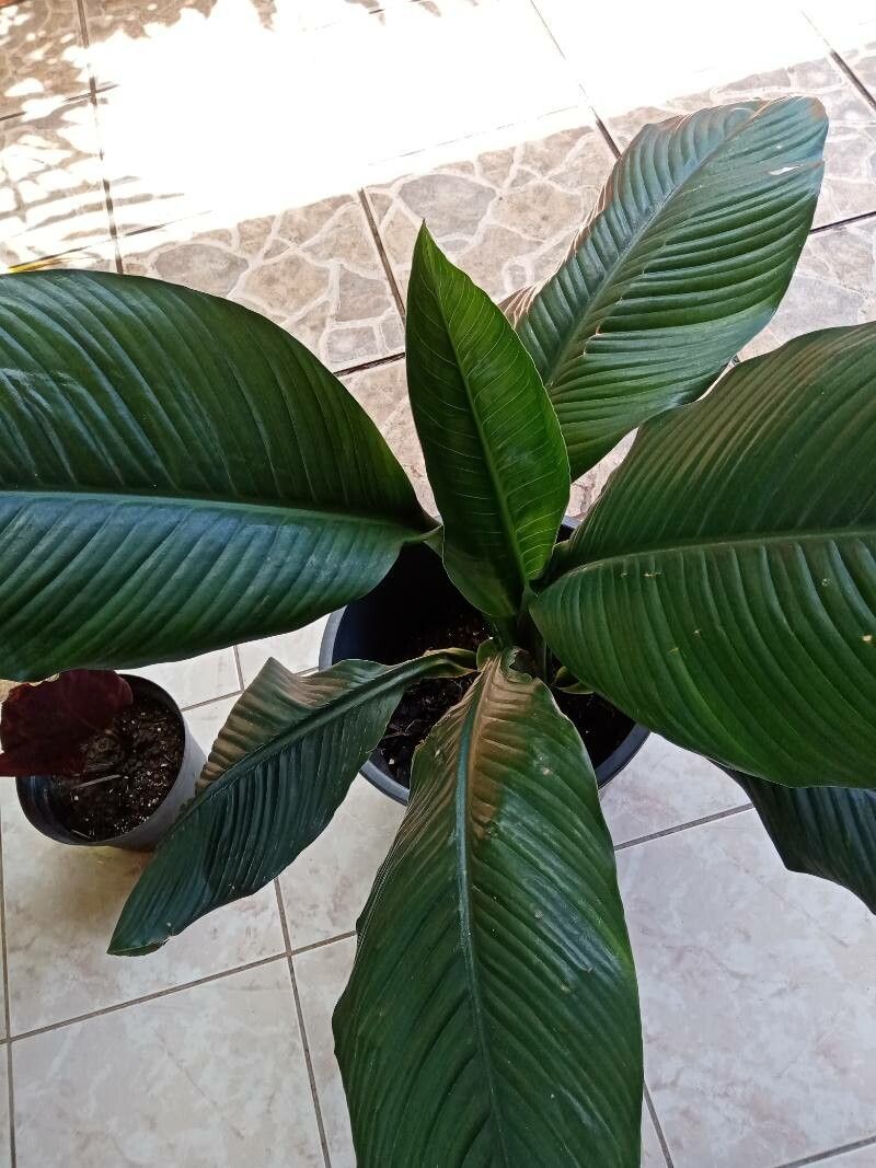 Spathiphyllum wendlandii leaf