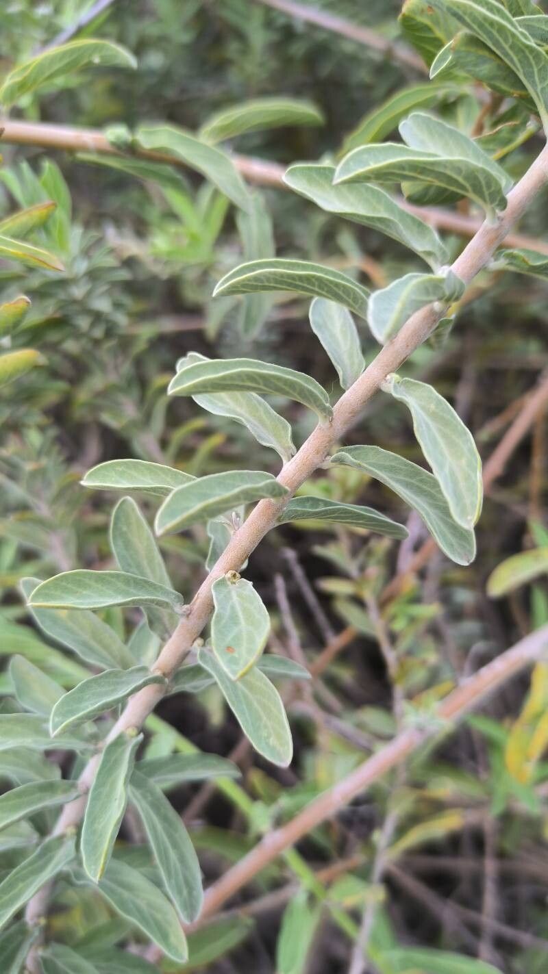 Convolvulus fruticulosus leaf
