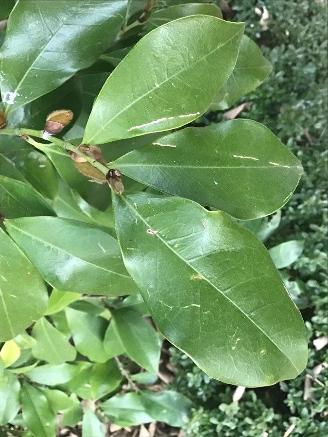 Magnolia figo leaf