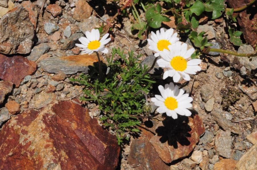 Leucanthemopsis alpina flower