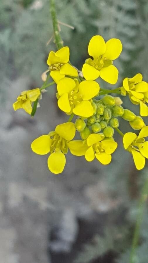 Descurainia millefolia flower