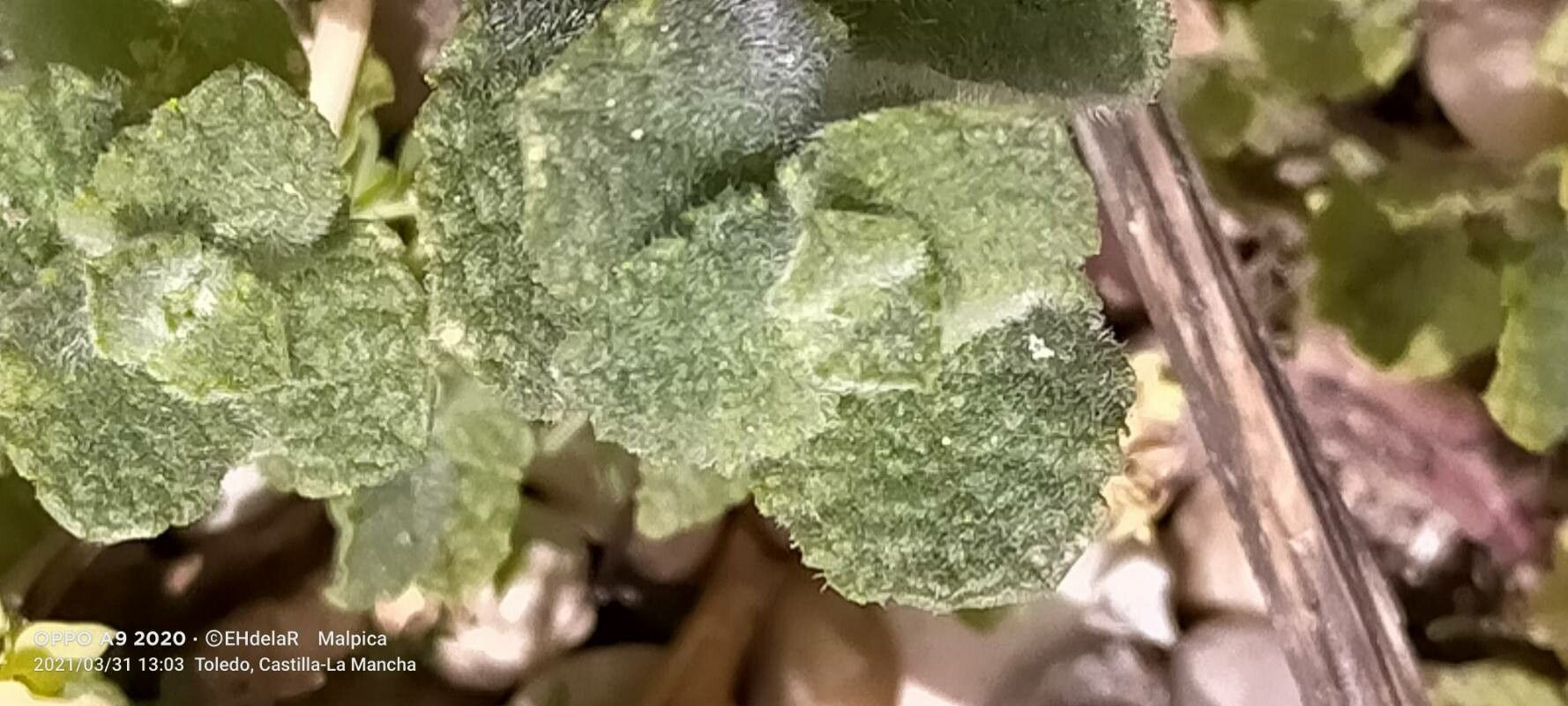 Malacothamnus davidsonii — houseplant care guide